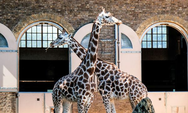 London Zoo